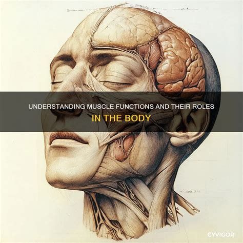 Image result for Functions of Muscles