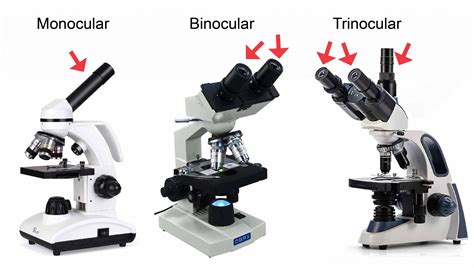 Compound Microscope Parts Labeled 的图像结果