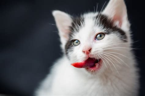 Cat Behavior: Scientific Explanation for the Flehmen Response After ...