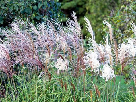 Ornamental Grasses For Zone 6b Ornamental Grasses Package Set Of 6