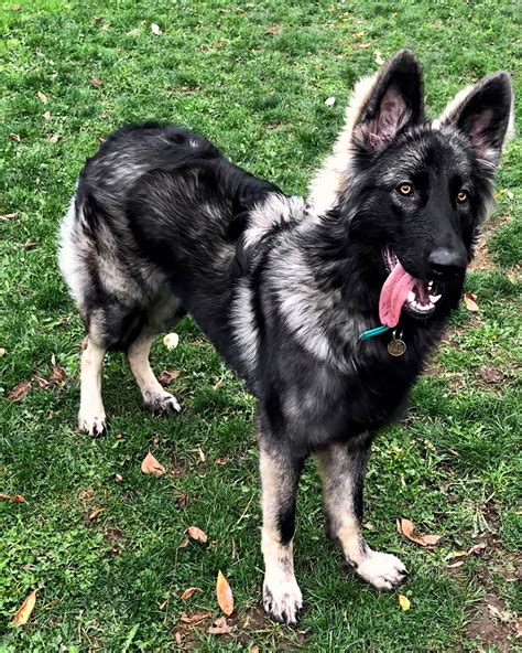 shiloh shepherd photo | SHILOH SHEPHERD | SHILOH SHEPHERD | Shiloh ...