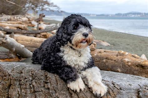 How Much Do Portuguese Water Dogs Cost?
