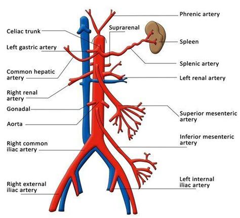 Celiac Vessels