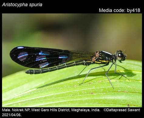 Aristocypha spuria Selys, 1879 - Greater Black Jewel | Odonata