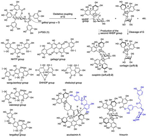 Structural Revisions in Natural Ellagitannins