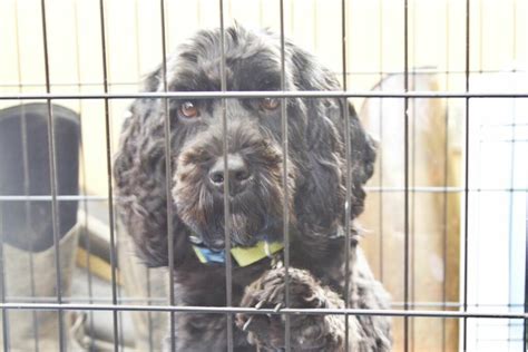 Image result for Cockapoo Crates