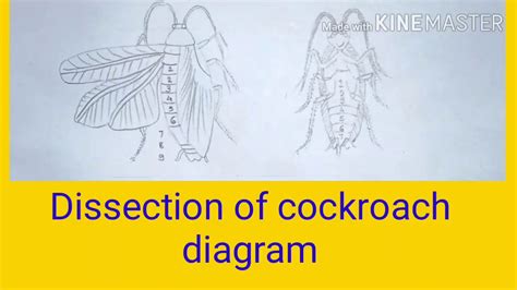 How to Dissect a Cockroach 的图像结果