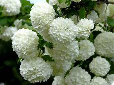 fiore a palla viburnum opulus roseum il garden vivai savegnago fiore a palla viburnum opulus roseum il garden vivai savegnago