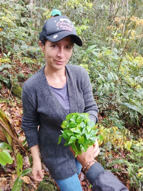 Huila le sigue apostando a la conservación del roble negro - TSM Noticias