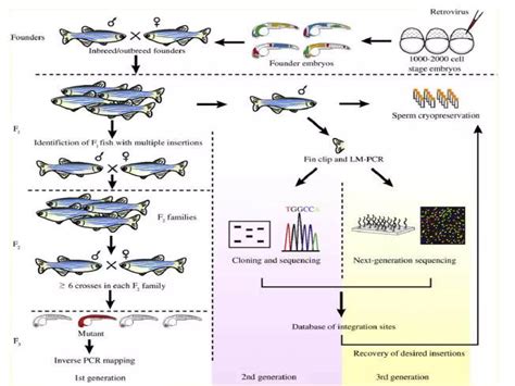Image result for Forward Genetics
