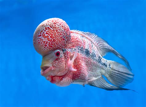 Strangest Creature Found On Earth