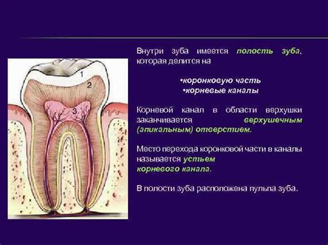 Тема лекции СТРОЕНИЕ ЗУБОВ ЗУБНАЯ ФОРМУЛА СМИРНОВА Ю