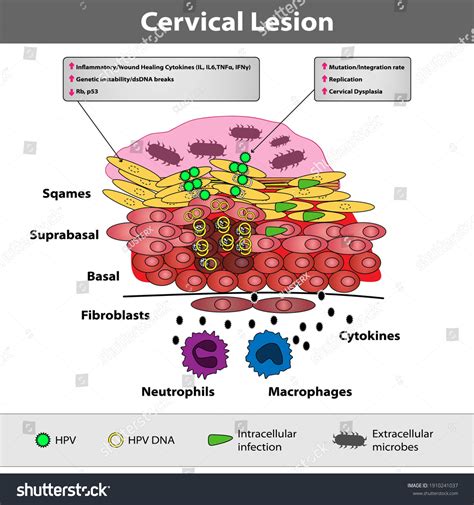 Glandular Epithelium Microscope Slide Stock Photos and Pictures - 2 Images | Shutterstock