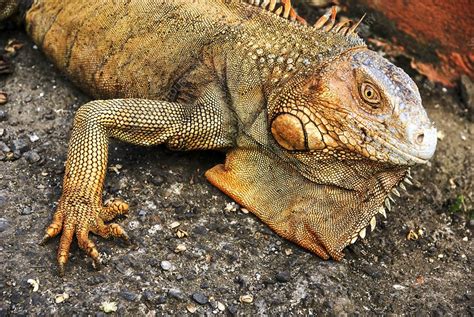 Iguana Attack 的图像结果