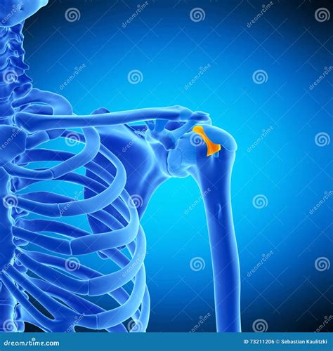 The Transverse Humeral Ligament Stock Illustration - Illustration of anatomy, sheath: 73211206