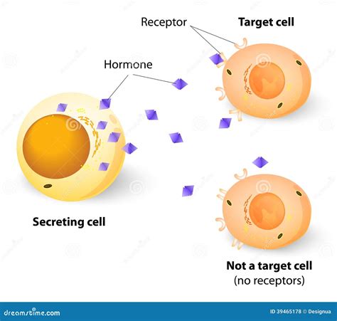 Image result for Target Cells