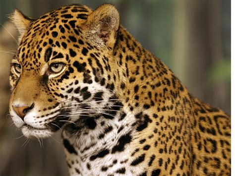 Jaguar Animal Facts