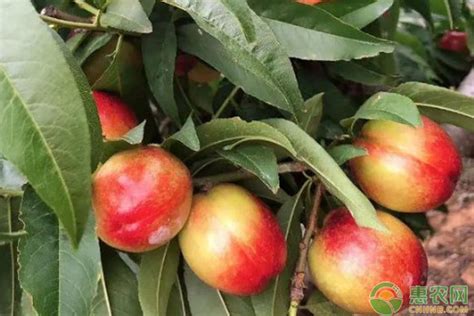 早熟油桃品种大全介绍 - 惠农网