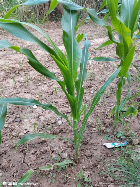 玉米苗和前茬的麦苗混合长在一起，会影响玉米生长吗？ - 农业种植网