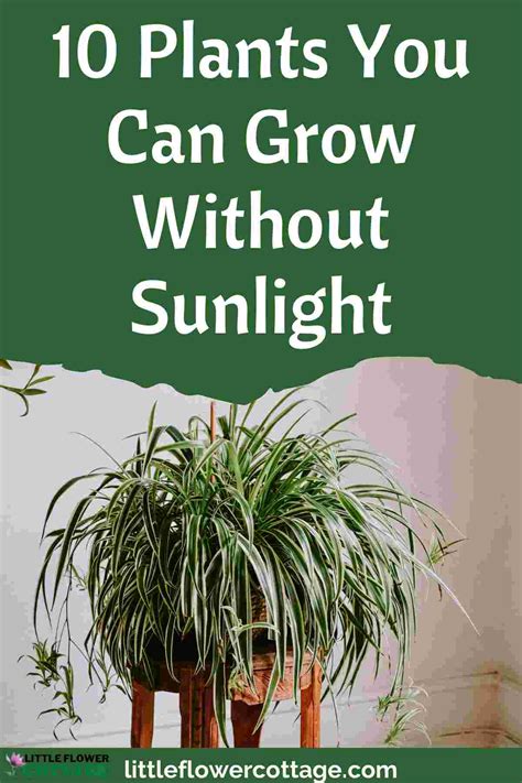 10 Plants You Can Grow Without Sunlight - Little Flower Cottage