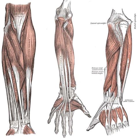 Distal Radioulnar Joint Anatomy