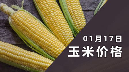 FD甜玉米真空冷冻干燥甜玉米 山东菏泽-食品商务网