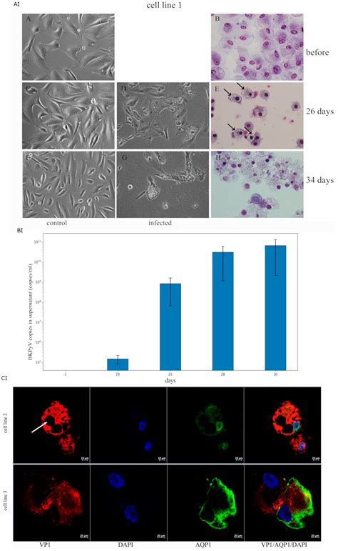 Establishment of a Stable BK Polyomavirus-Secreting Cell Line ...