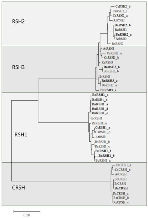 In Silico Study of the RSH (RelA/SpoT Homologs) Gene Family and ...
