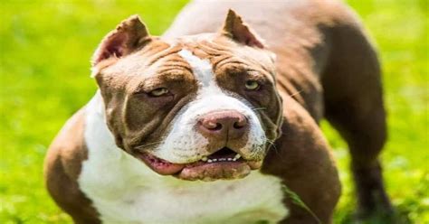 Image result for Dog CPR Algorithm