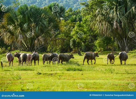 Group of Buffaloes Walking and Eating Grass in Field Stock Image ...