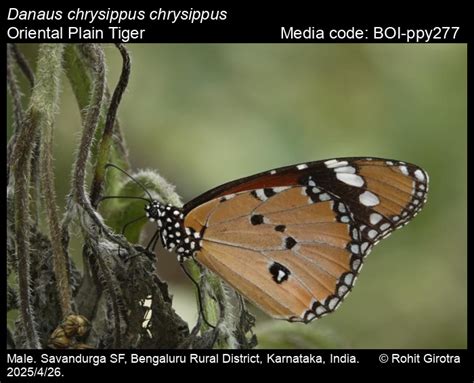 Danaus chrysippus (Linnaeus, 1758) - Plain Tiger | Butterfly