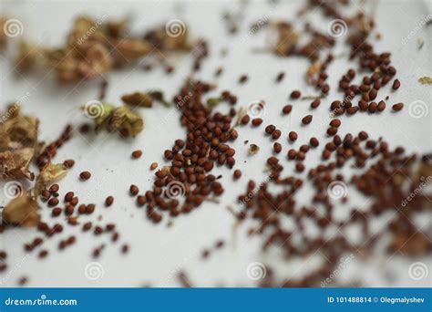 Tulsi Holy Basil Seeds Natural Herb Aurveda Stock Photo - Image of herb ...