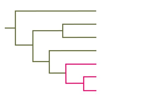 Image result for Sample Cladogram