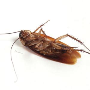 Unitedlys Multi-Purpose Boric Acid Powder|100% Pure Boric Acid Powder ...