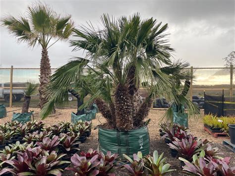European fan palm (Chamaerops humilis) - True Green Nursery
