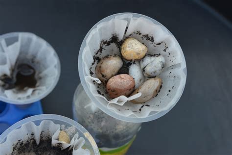 Image result for Filter Science Project