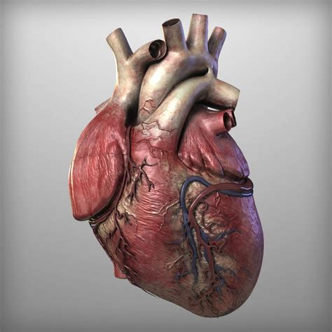 Limited Stock Human Heart Anatomy 3D Print Model OBJ, FBX Files Instant Download - Etsy Australia