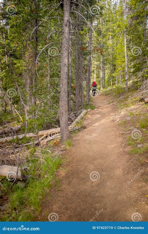 Idaho Hiking Trail through a Green Forest Stock Image - Image of trees ...