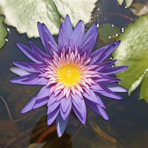 Miss Hervillard | Buy water lily in India | Lilypond Store