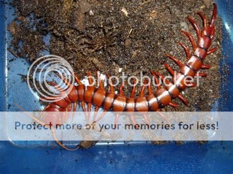 Çiyanlar (Chilopoda)