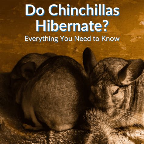 Chinchilla Fun Facts