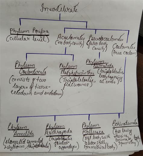 make a flow chart of invertebrates in the kingdom animalia based upon ...