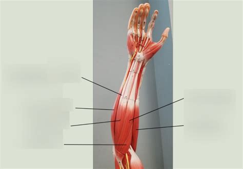 Image result for Contralateral Forearm