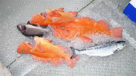 AAA Captain Black Bart Charters (Sitka) - 2022 What to Know Before You ...