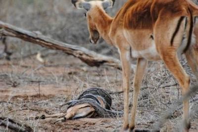 Python Swallow an Impala Whole 的图像结果