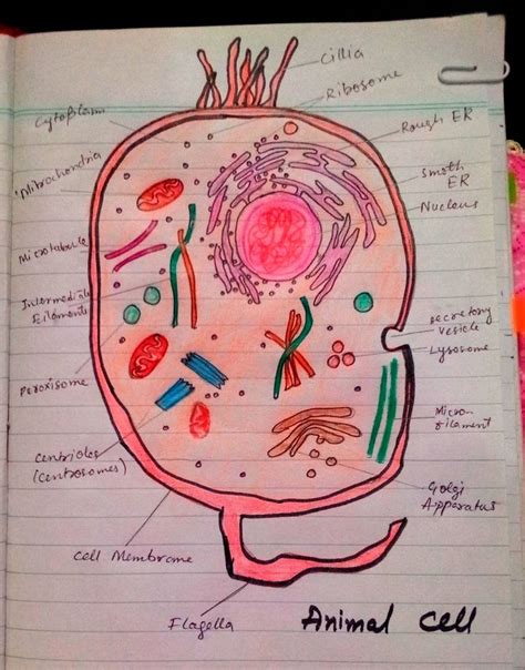 Cell Structure Notes 的图像结果