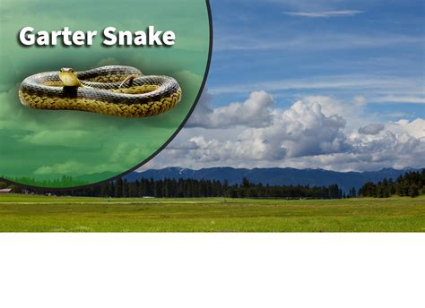 Common Garter Snake Bite Striped Harlequin Snake African Snakebite