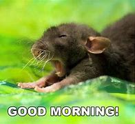 Image result for Good Morning Cute Animals