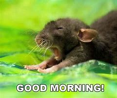 Image result for Funny Good Morning Bunny