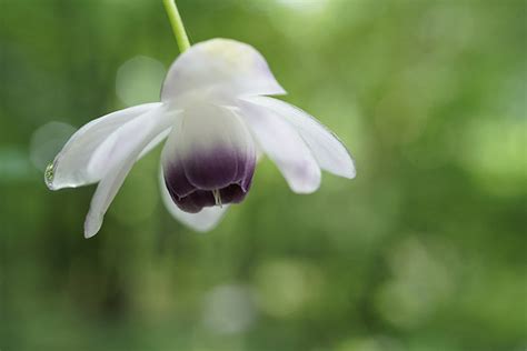 Macro lenses | Sony IN